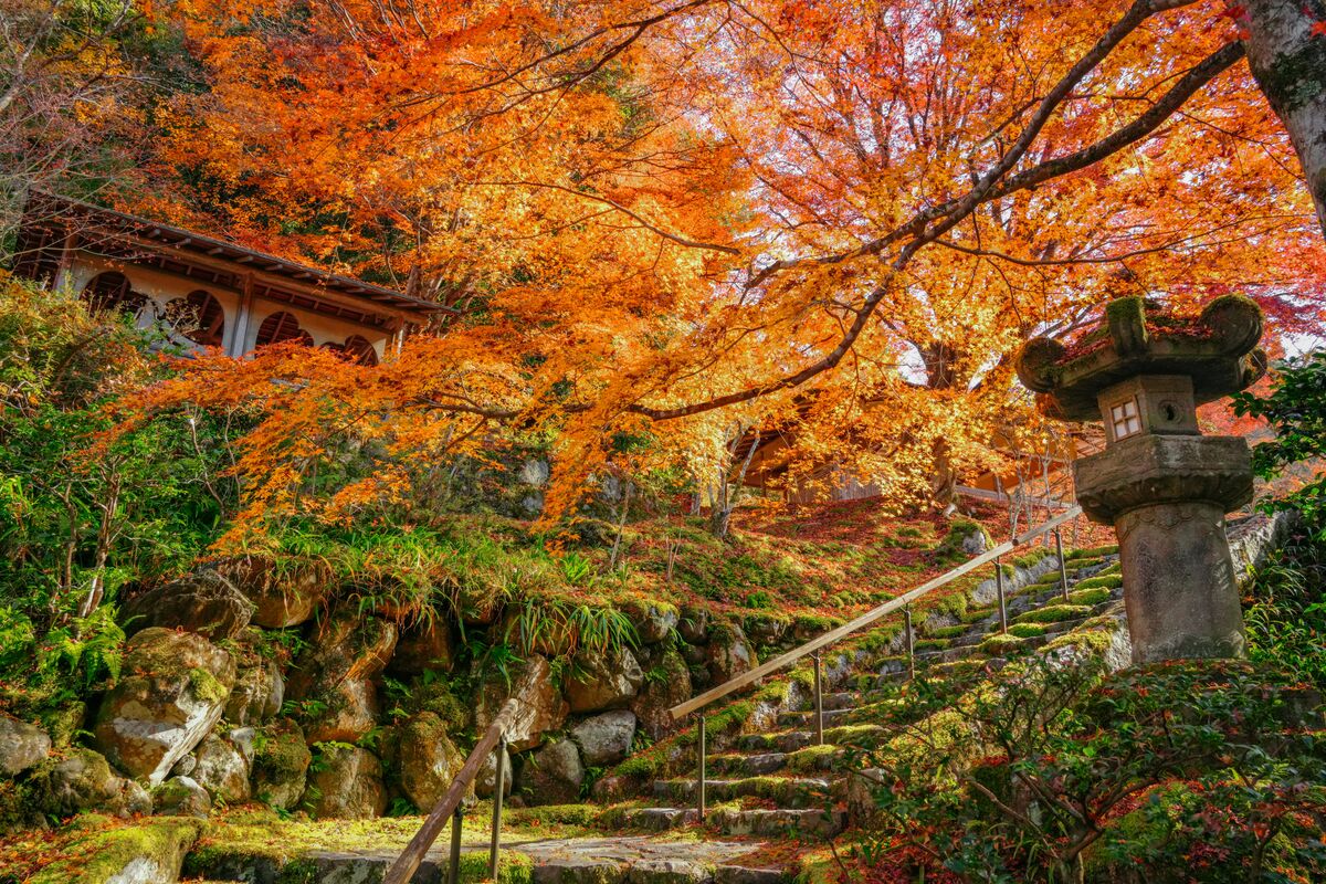 Stone steps and temple surrounded by autumn foliage in Kyoto